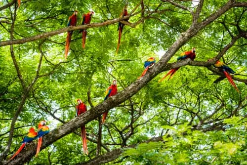 Guacamayas en Costa Rica